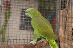 GEELNEK AMAZONE, Dieren en Toebehoren, Vogels | Parkieten en Papegaaien, Mannelijk, Papegaai, Geringd