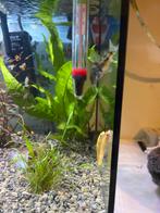 3 goude siamese algen eters, Dieren en Toebehoren, Vissen | Aquariumvissen, Vis