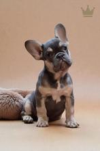 Mooiste raszuivere Franse Bulldog pups van NL., 15 weken tot 1 jaar, Buitenland, Parvo, Bulldog
