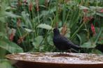 Vogeldrinkbak van Cortenstaal, direct leverbaar. div. maten., Tuin en Terras, Vogelhuisjes en Vogelbaden, Ophalen of Verzenden