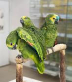 jonge blauwkop amazone papegaaien * spreek garantie, Dieren en Toebehoren, Vogels | Parkieten en Papegaaien, Meerdere dieren, Papegaai