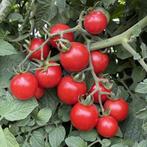 Tomatenplanten Kers ( 4 verschillende soorten), Ophalen, Volle zon, Groenteplanten, Eenjarig