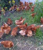 Te koop Jonge Leg Hennen, Dieren en Toebehoren, Pluimvee, Vrouwelijk, Kip