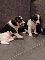 Mooie boerenfox pups / puppies / puppy's, Dieren en Toebehoren, Rabiës (hondsdolheid), 8 tot 15 weken, Meerdere, Meerdere dieren