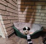 Maltipoo pups, Dieren en Toebehoren, Overige rassen, CDV (hondenziekte), 8 tot 15 weken, Meerdere