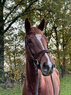 Zeer chique lang gelijnde 5 jarige merrie van Dream Boy, Dieren en Toebehoren, Paarden, Merrie, 175 cm of meer, Gechipt, M