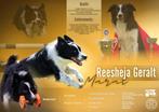 Border Collie dekreu (fci stamboom), Dieren en Toebehoren, Particulier, Rabiës (hondsdolheid), Reu, Buitenland
