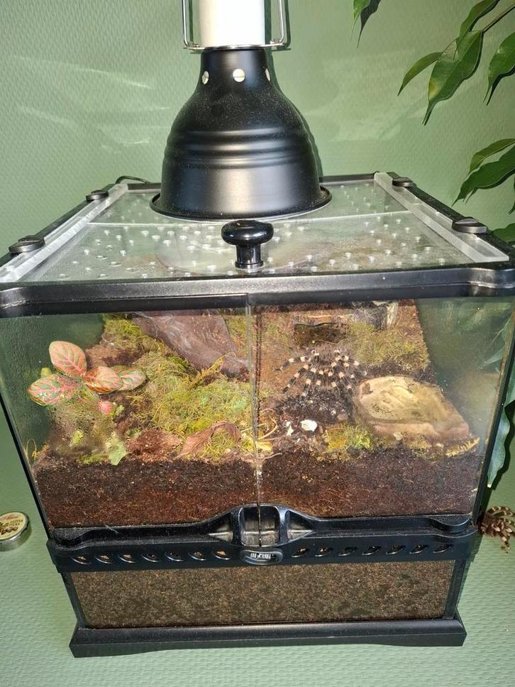 Acanthoscurria Geniculata (Braz. Witknie) In bioactief terra, Dieren en Toebehoren, Reptielen en Amfibieën | Toebehoren, Zo goed als nieuw