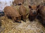 Biggen Hongaars wolvarken/ Mangalitza, Meerdere dieren, Varken, 0 tot 2 jaar