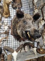 opgezet wild ever zwijn borst preparaat hert taxidermy, Ophalen of Verzenden, Nieuw, Hert, Opgezet dier