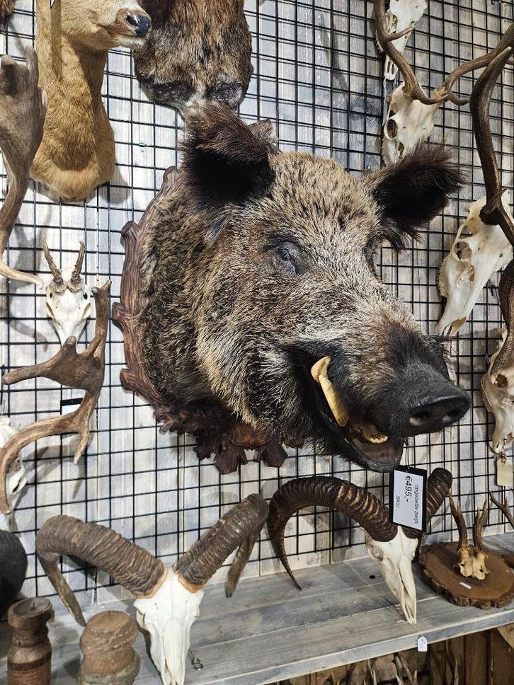 opgezet wild ever zwijn borst preparaat hert taxidermy, Verzamelen, Dierenverzamelingen, Nieuw, Opgezet dier, Hert, Ophalen of Verzenden