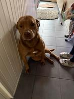 PitBull red nose, Ophalen, Hond of Kat, Beeldje of Figuurtje