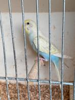 Grasparkiet, Dieren en Toebehoren, Vogels | Parkieten en Papegaaien, Mannelijk, Parkiet