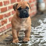 Bullmastiff, Dieren en Toebehoren, België, Particulier, 8 tot 15 weken, Parvo
