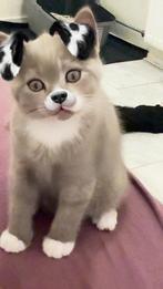 Bombay-British mix kittens