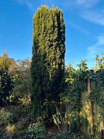 Diverse bomen struiken, Tuin en Terras, Planten | Bomen, Overige soorten, 100 tot 250 cm, Zomer, Ophalen