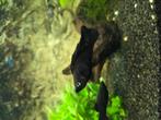 1 of 2 Black mollys te koop of te ruil, Dieren en Toebehoren, Vis