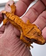 Jonge wimpergekko, Dieren en Toebehoren, Reptielen en Amfibieën, Hagedis, 0 tot 2 jaar