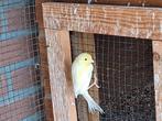 Jonge kanarie man, Dieren en Toebehoren, Mannelijk, Kleurkanarie