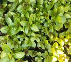 Zwitserse Munt vaste plant, Vaste plant, Ophalen of Verzenden, Halfschaduw, Kruiden