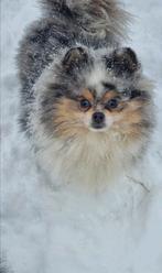 Allermooiste pomeranian teefje dat je ooit heb gezien, Dieren en Toebehoren, Honden | Poolhonden, Keeshonden en Oertypen, België