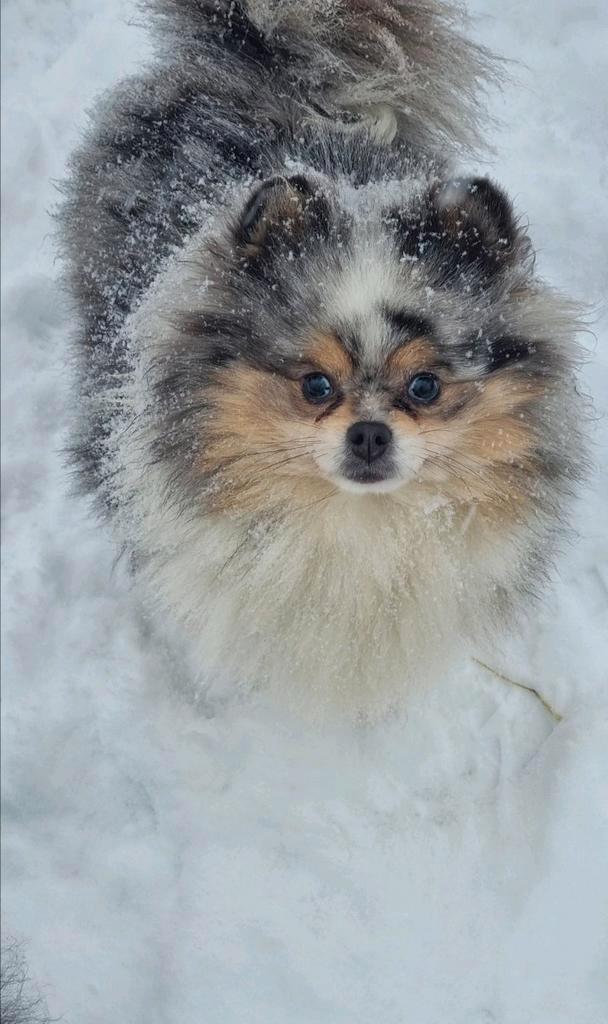 Allermooiste pomeranian teefje dat je ooit heb gezien, Dieren en Toebehoren, Honden | Poolhonden, Keeshonden en Oertypen, Teef