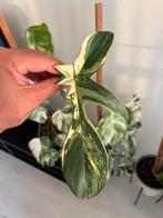 philodendron florida beauty stekje, Huis en Inrichting, Overige soorten, Minder dan 100 cm, Groene kamerplant, Halfschaduw