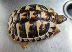 Griekse land schildpadden van anderhalf jaar oud, Dieren en Toebehoren, Reptielen en Amfibieën, 0 tot 2 jaar, Schildpad
