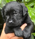 Prachtige stamboom zwarte  Labrador pups labradorpup, Dieren en Toebehoren, Honden | Retrievers, Spaniëls en Waterhonden, CDV (hondenziekte)