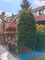 Gratis 1 conifeer en 1 taxus, Tuin en Terras, Planten | Bomen, Ophalen, Bloeit niet, Halfschaduw, Overige soorten