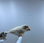 Zebravink wit, Dieren en Toebehoren, Vogels | Overige Vogels, Meerdere dieren, Tropenvogel