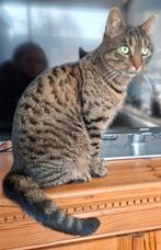 Moederpoes en dochter zoeken thuis, Dieren en Toebehoren, Poes, 3 tot 5 jaar