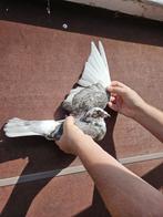 Jonge doffer, Dieren en Toebehoren, Vogels | Duiven, Mannelijk, Kropper
