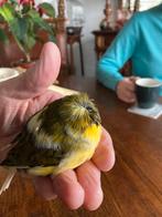 Gloster man te koop, Mannelijk, Postuurkanarie