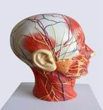 Hoofd Hersenen Spieren Zenuwen Menselijk Anatomie Model, Verzenden, Nieuw
