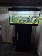 Aquarium met kast, Dieren en Toebehoren, Ophalen, Gebruikt, Gevuld zoetwateraquarium