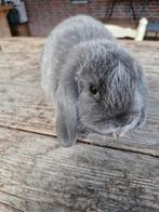 Mooi ram te koop, Dieren en Toebehoren, Konijnen, Mannelijk, Dwerg