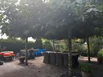 4 x Plataan (dakboom), Tuin en Terras, Planten | Bomen, Ophalen, Volle zon, Dakboom, 100 tot 250 cm
