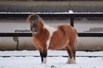 Lieve shetlander Merrie, Dieren en Toebehoren, Merrie, A pony (tot 1.17m)