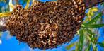 Bijenzwerm gezocht, Dieren en Toebehoren, Insecten en Spinnen