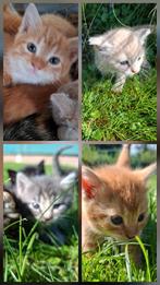 Nog 2 Boerderij kittens, Dieren en Toebehoren, Katten en Kittens | Overige Katten, Meerdere dieren, 0 tot 2 jaar