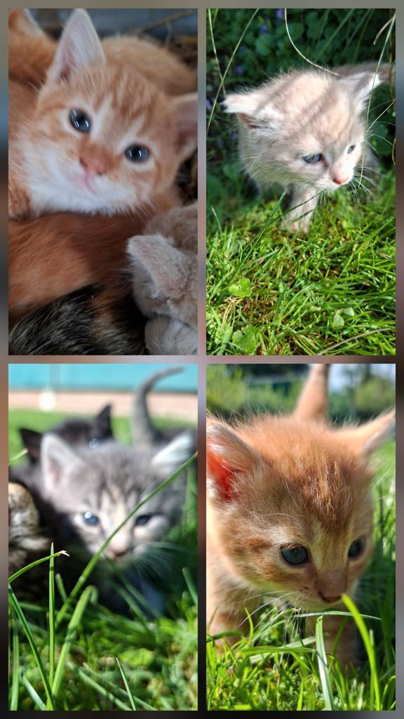 Nog 2 Boerderij kittens, Dieren en Toebehoren, Katten en Kittens | Overige Katten, Meerdere dieren, 0 tot 2 jaar