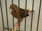 Bonte kanarie, Dieren en Toebehoren, Vogels | Kanaries, Geslacht onbekend, Kleurkanarie