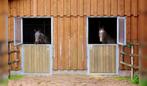Stalling/weidegang gezocht op Goeree-Overflakkee, Dieren en Toebehoren, Stalling en Weidegang, Stalling