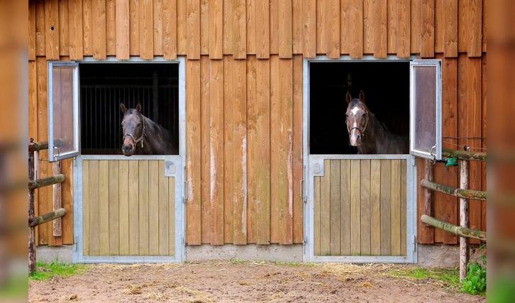 Stalling/weidegang gezocht op Goeree-Overflakkee, Dieren en Toebehoren, Stalling en Weidegang, Stalling