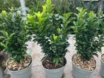 Buxus vervanger, Kardinaalsmuts, Euonymus 'Green Spire', Ophalen, Buxus, Haag, Minder dan 100 cm
