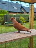 Postduiven duiven, Dieren en Toebehoren, Vogels | Duiven, Mannelijk, Postduif