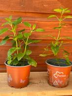 Cıetroenmelıssa ( vaste plant) per pot voor 3€, Tuin en Terras, Planten | Tuinplanten, Ophalen, Zomer, Overige soorten, Volle zon