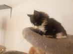 Russische Maine Coon kittens met stamboom, Dieren en Toebehoren, Katten en Kittens | Raskatten | Langhaar, Meerdere dieren, Gechipt