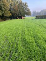 Te huur weidegang, Dieren en Toebehoren, Stalling en Weidegang, Weidegang